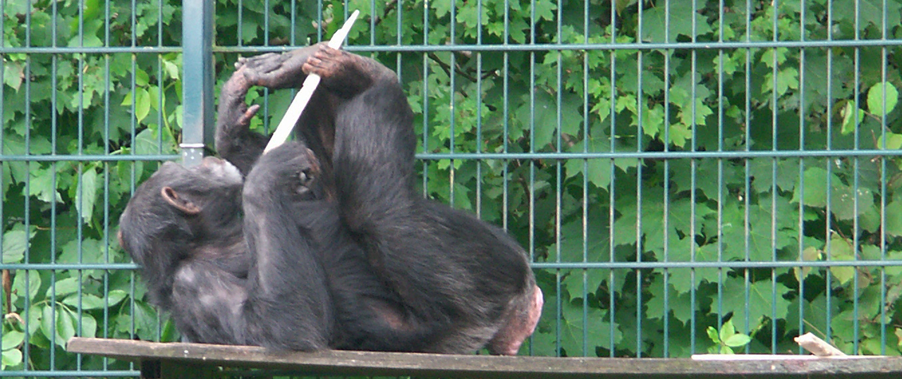 Tierisch gute Kunstwerke Affen Affenbilder Affenkunst Kunst Kunstwerke Tiere malen Zoo Weihnachtsaktion Kunstloft handgemalt Bild Gemälde Affenhand