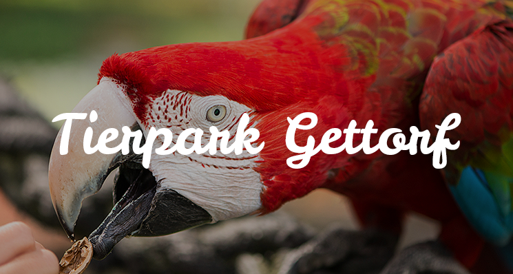 Tierpark Gettorf Affen Tiere Helfen